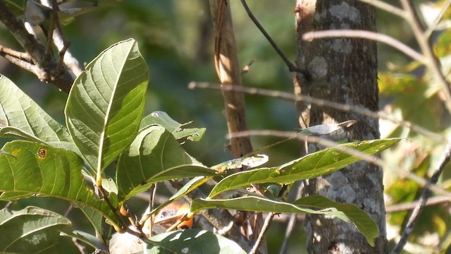 Paradoxornis fléché - ML614485820