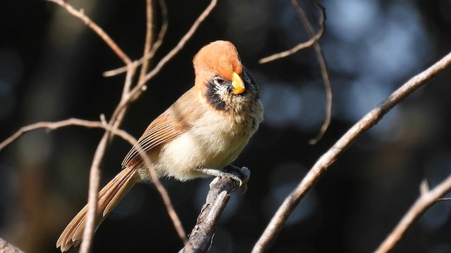 Spot-breasted Parrotbill - ML614485822