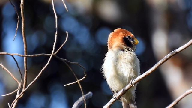 Spot-breasted Parrotbill - ML614485825