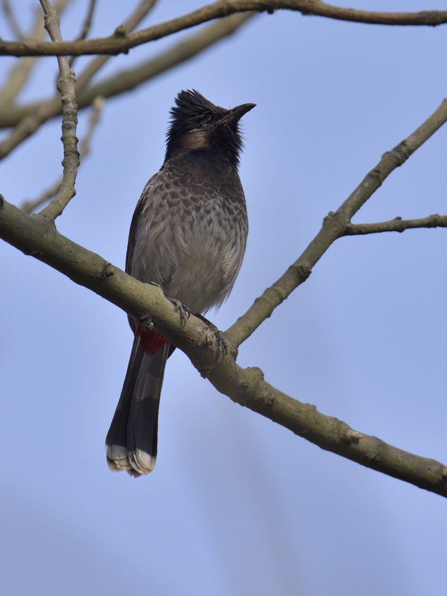 Bulbul à ventre rouge - ML614485887