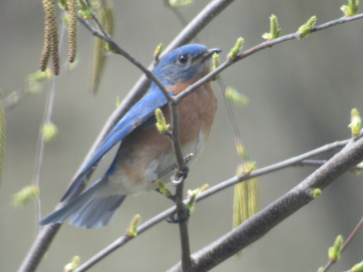 Eastern Bluebird - ML614486005