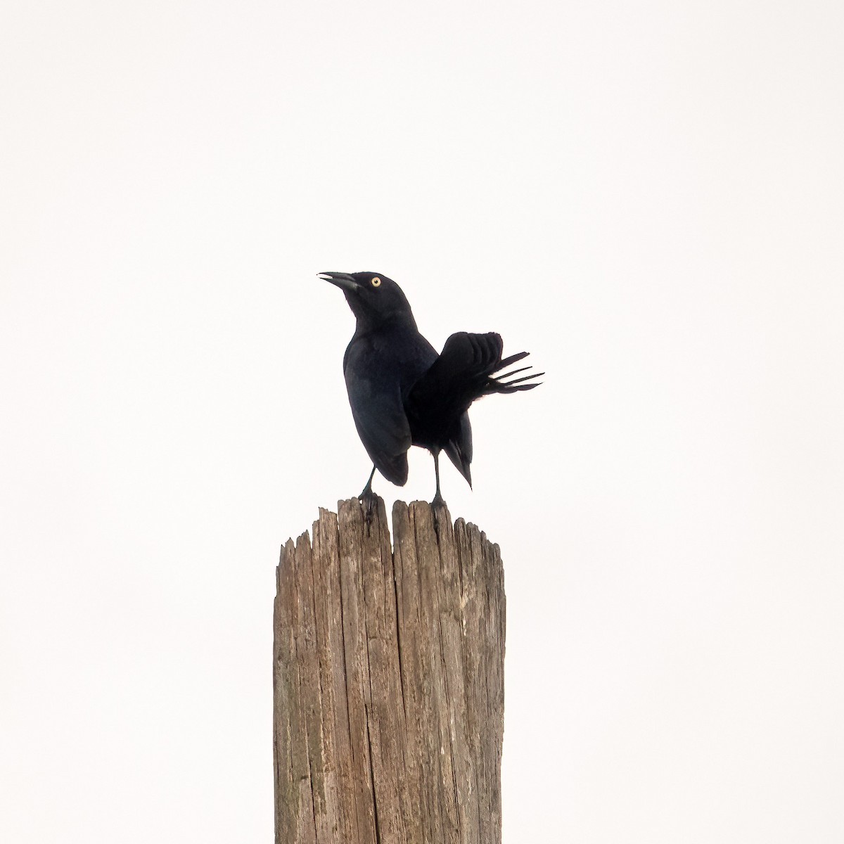 Greater Antillean Grackle - ML614486097