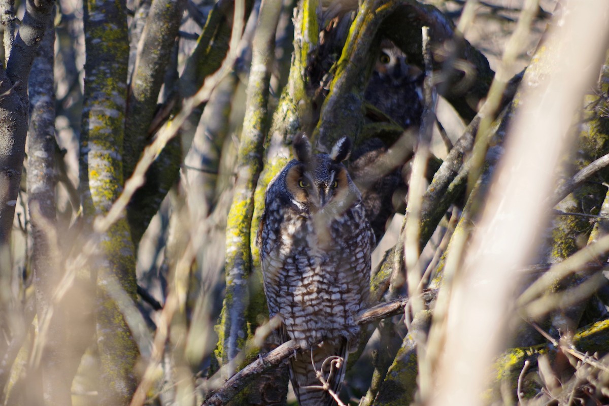 Long-eared Owl - ML614486125