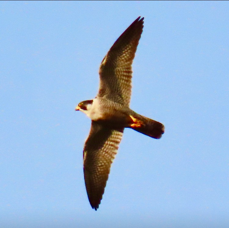 Halcón Peregrino - ML614486149