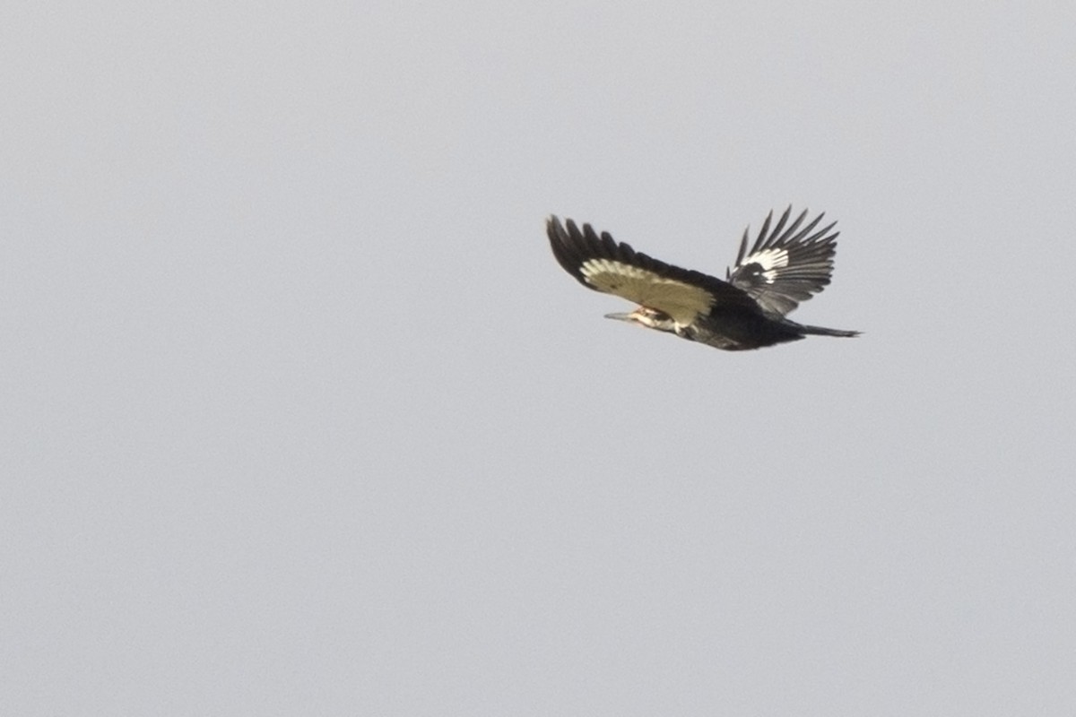 Pileated Woodpecker - ML614486173