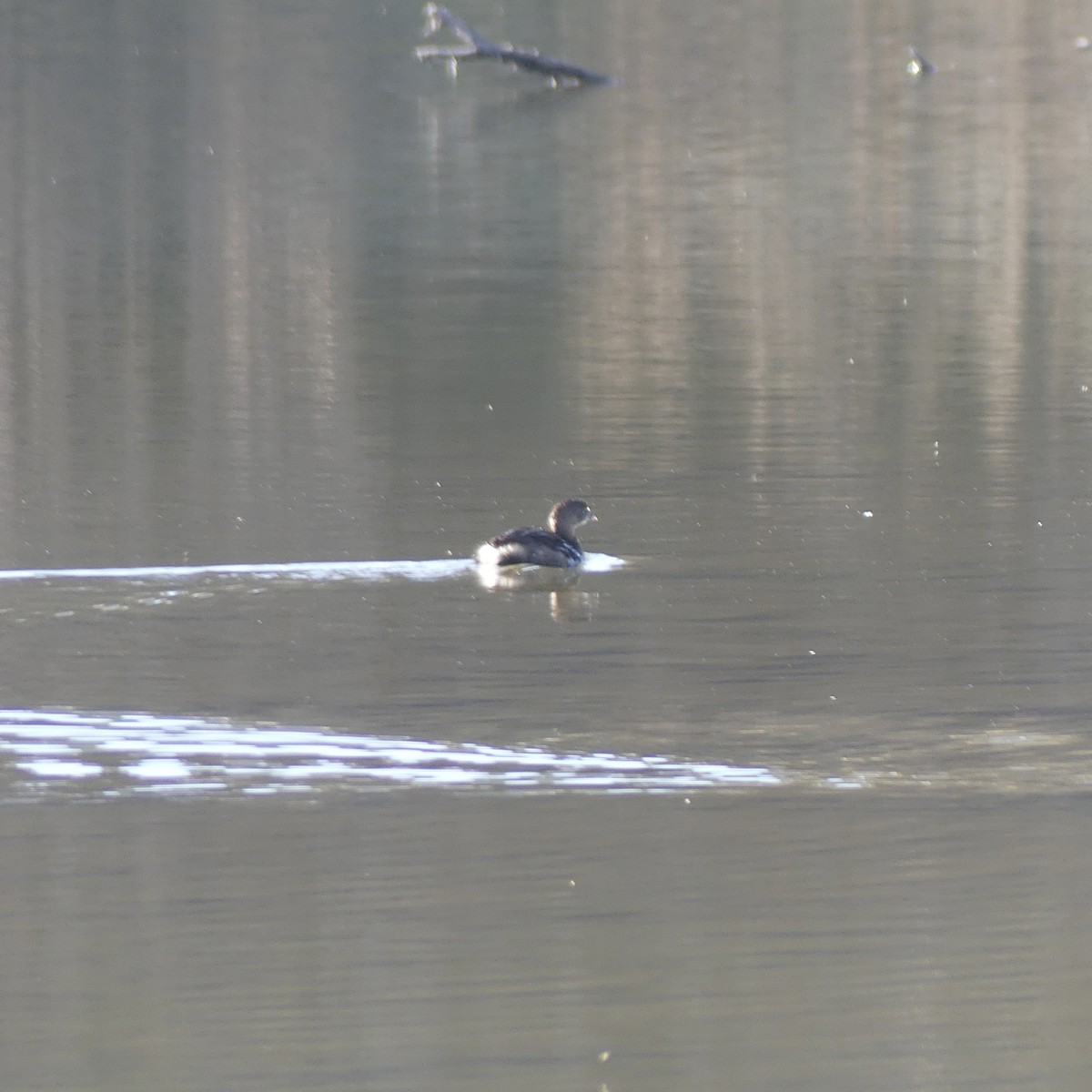 Horned/Eared Grebe - ML614486183