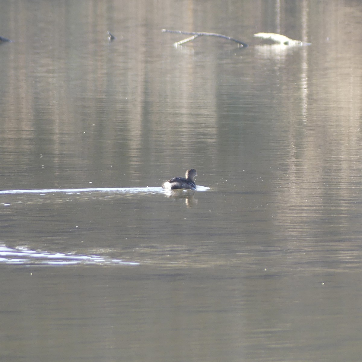 Horned/Eared Grebe - ML614486184