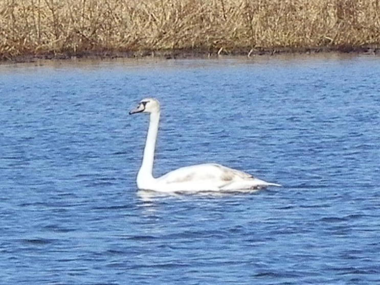 Mute Swan - ML614486230