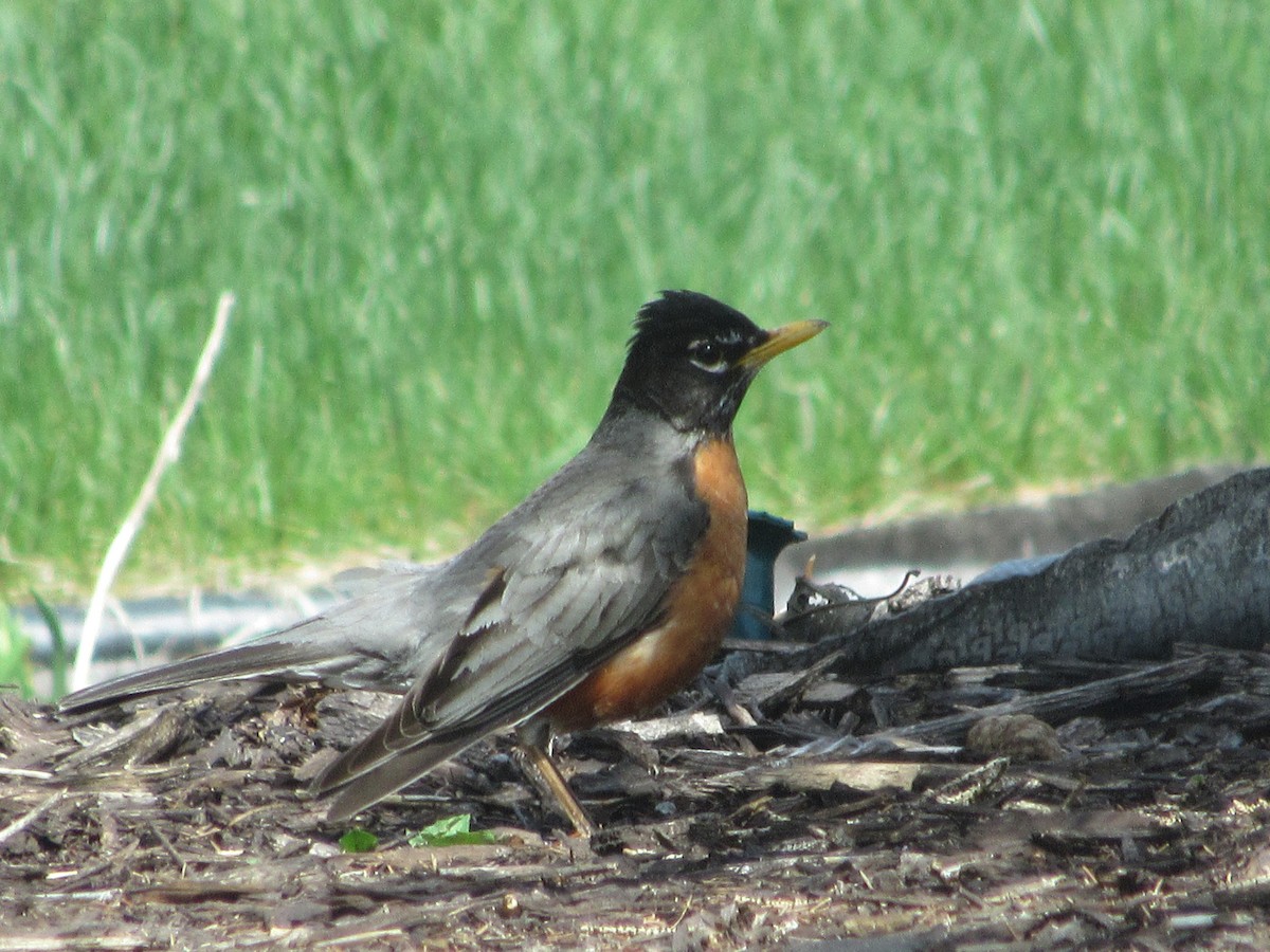 American Robin - ML614486234