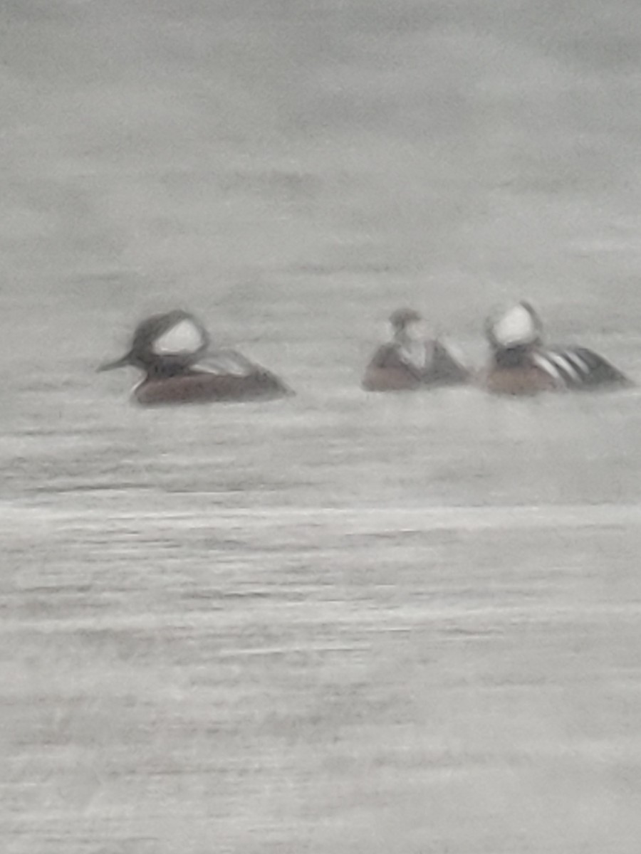 Hooded Merganser - ML614486235