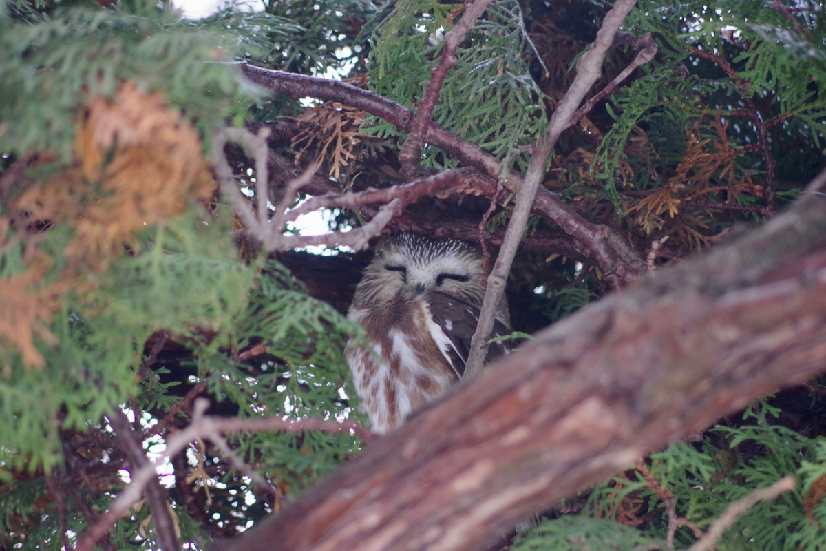 Northern Saw-whet Owl - Alex Patia