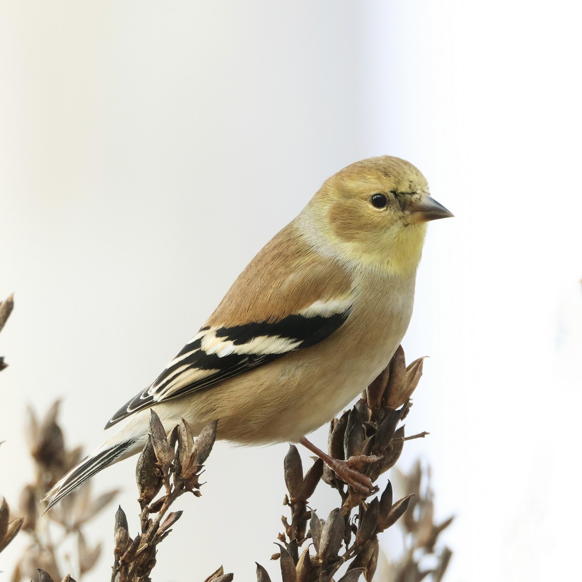 American Goldfinch - Lee Anne Beausang