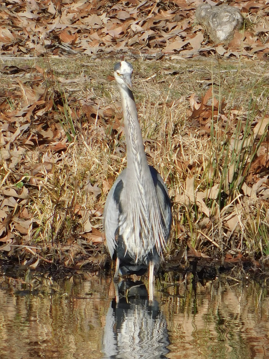 Great Blue Heron - Deborah Moore🦩