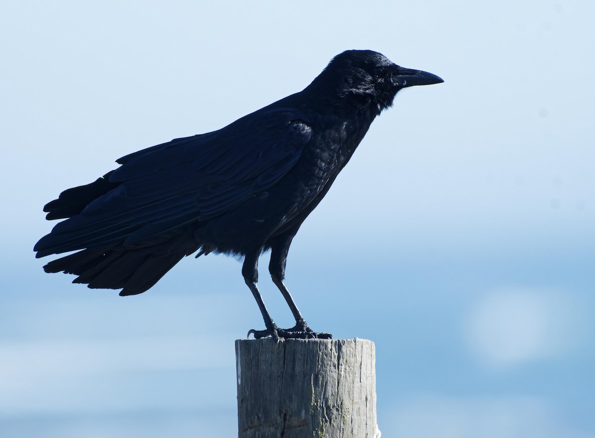 American Crow - ML614486260