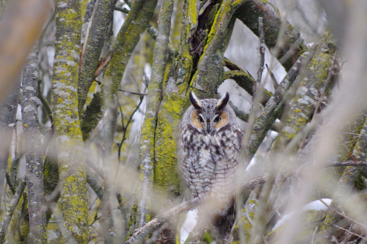 Long-eared Owl - ML614486309