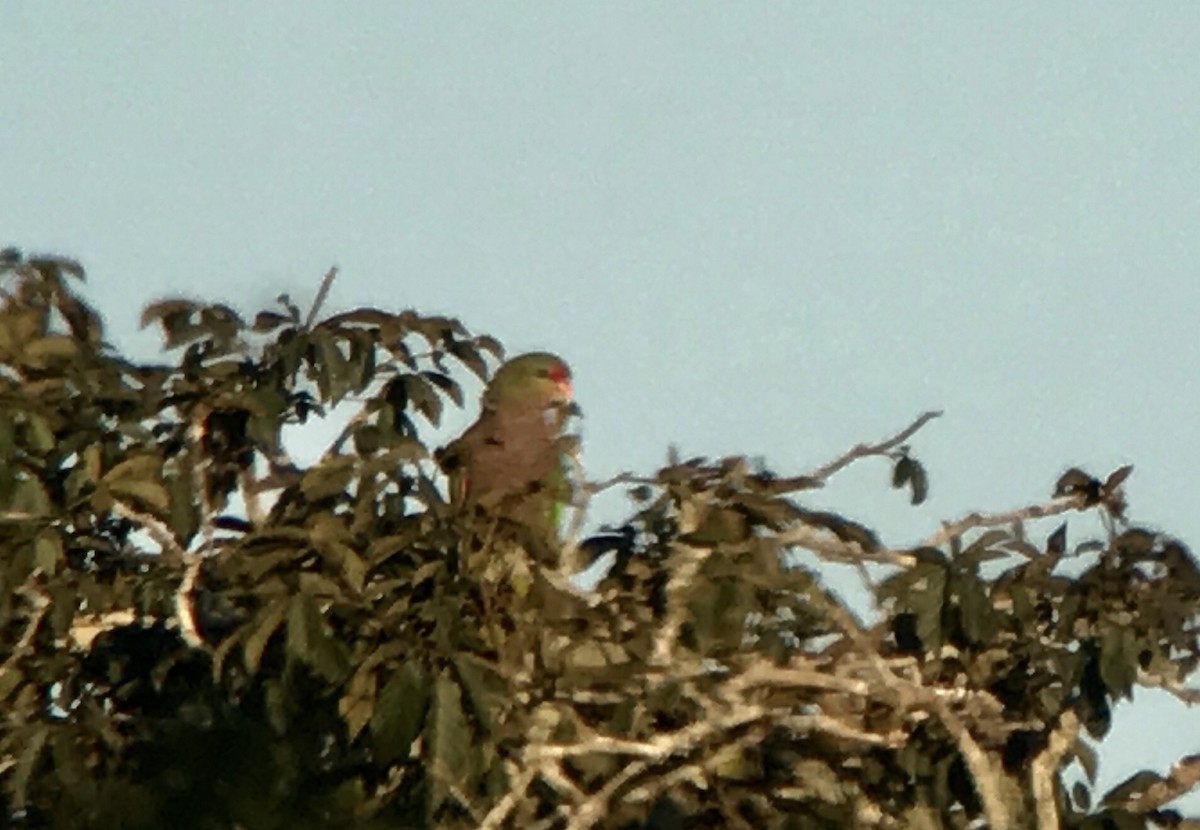 Vinaceous-breasted Parrot - ML61448631