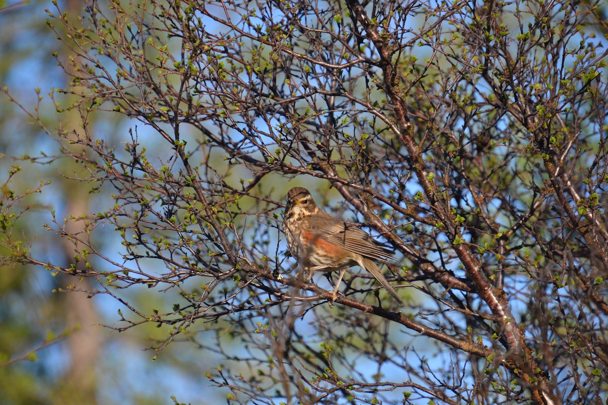 Redwing - Ted Armstrong