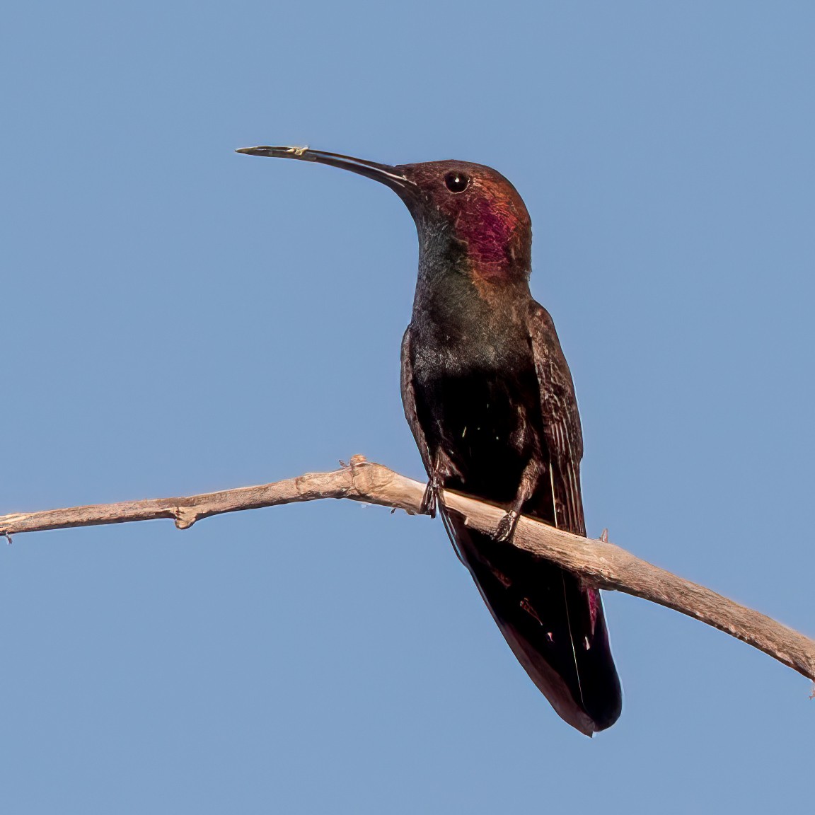 kolibřík jamajský - ML614486318