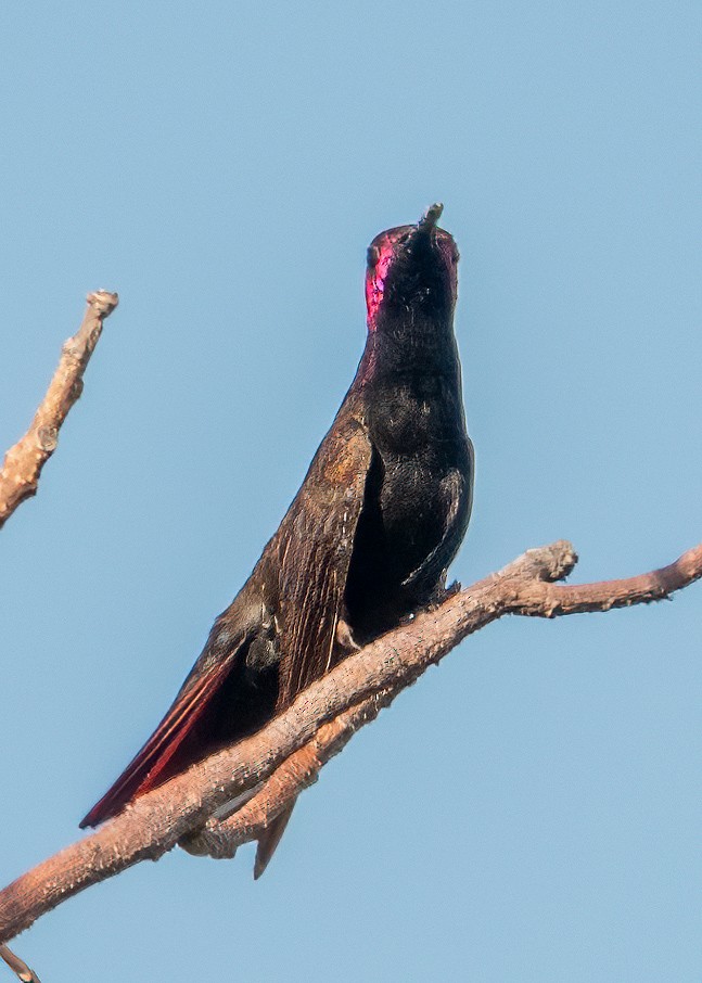 kolibřík jamajský - ML614486326