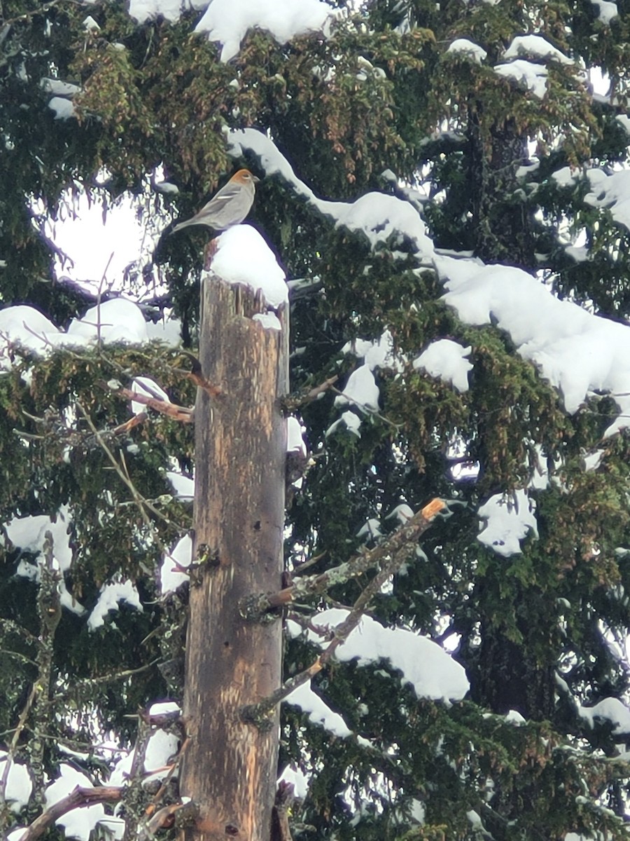 Смеречник тайговий - ML614486379