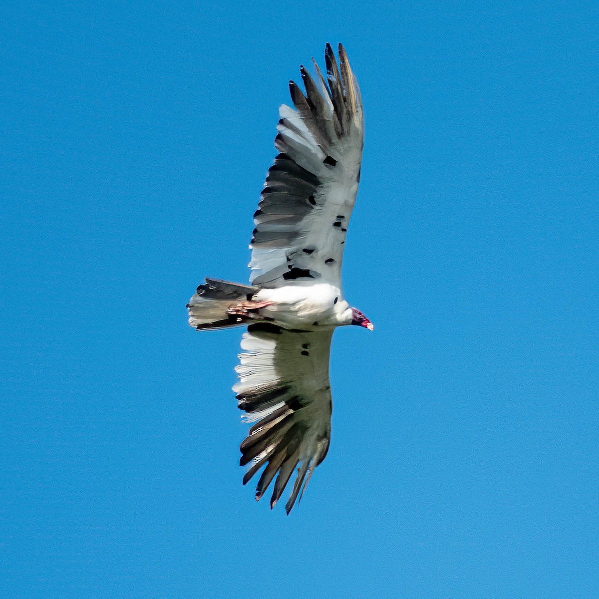 Turkey Vulture - ML614486381