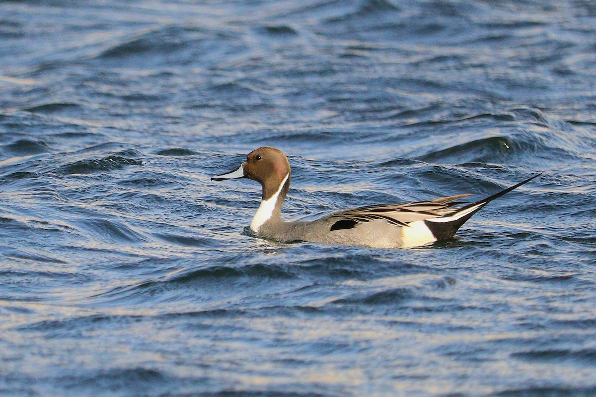 Northern Pintail - Ismael Khalifa