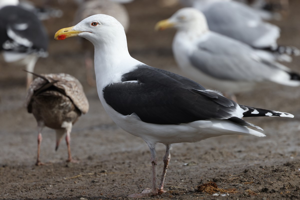 Great Black-backed Gull - ML614486530