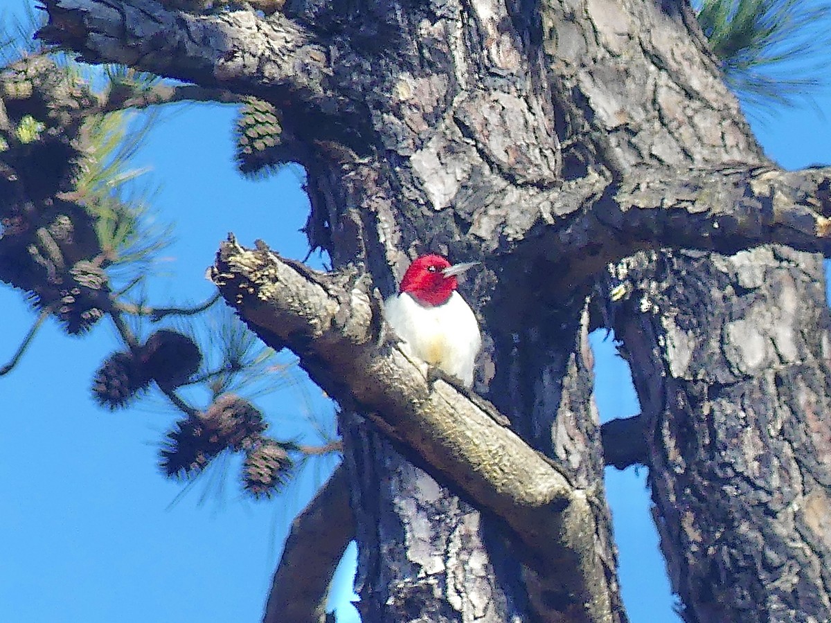 Red-headed Woodpecker - ML614486531