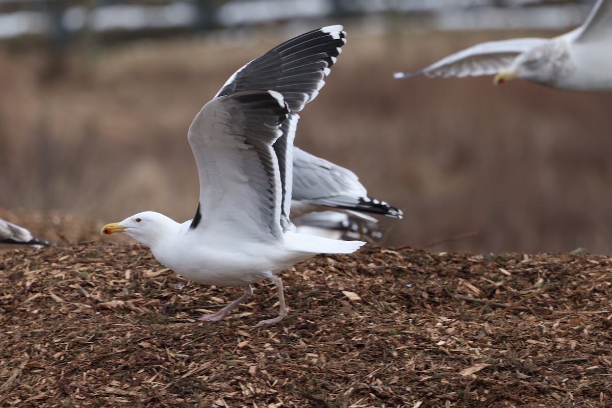 Great Black-backed Gull - ML614486535