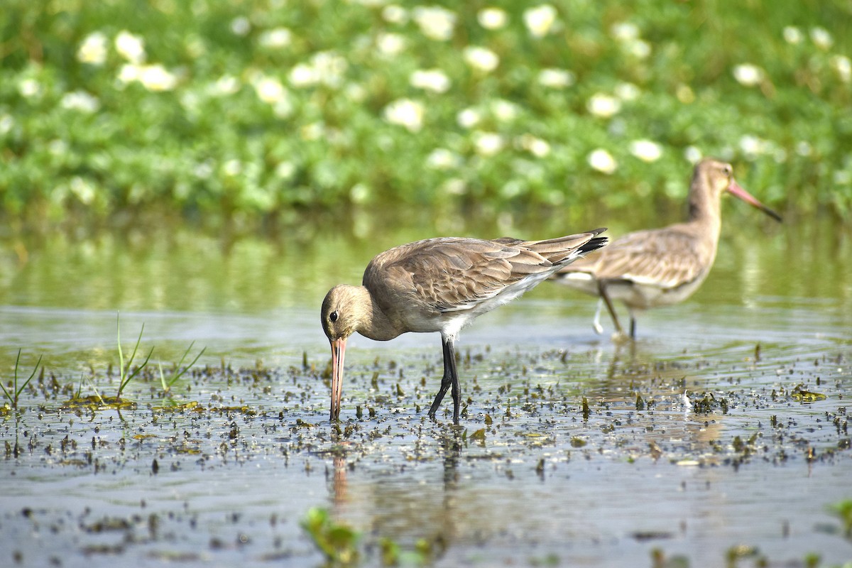 Black-tailed Godwit - ML614486607