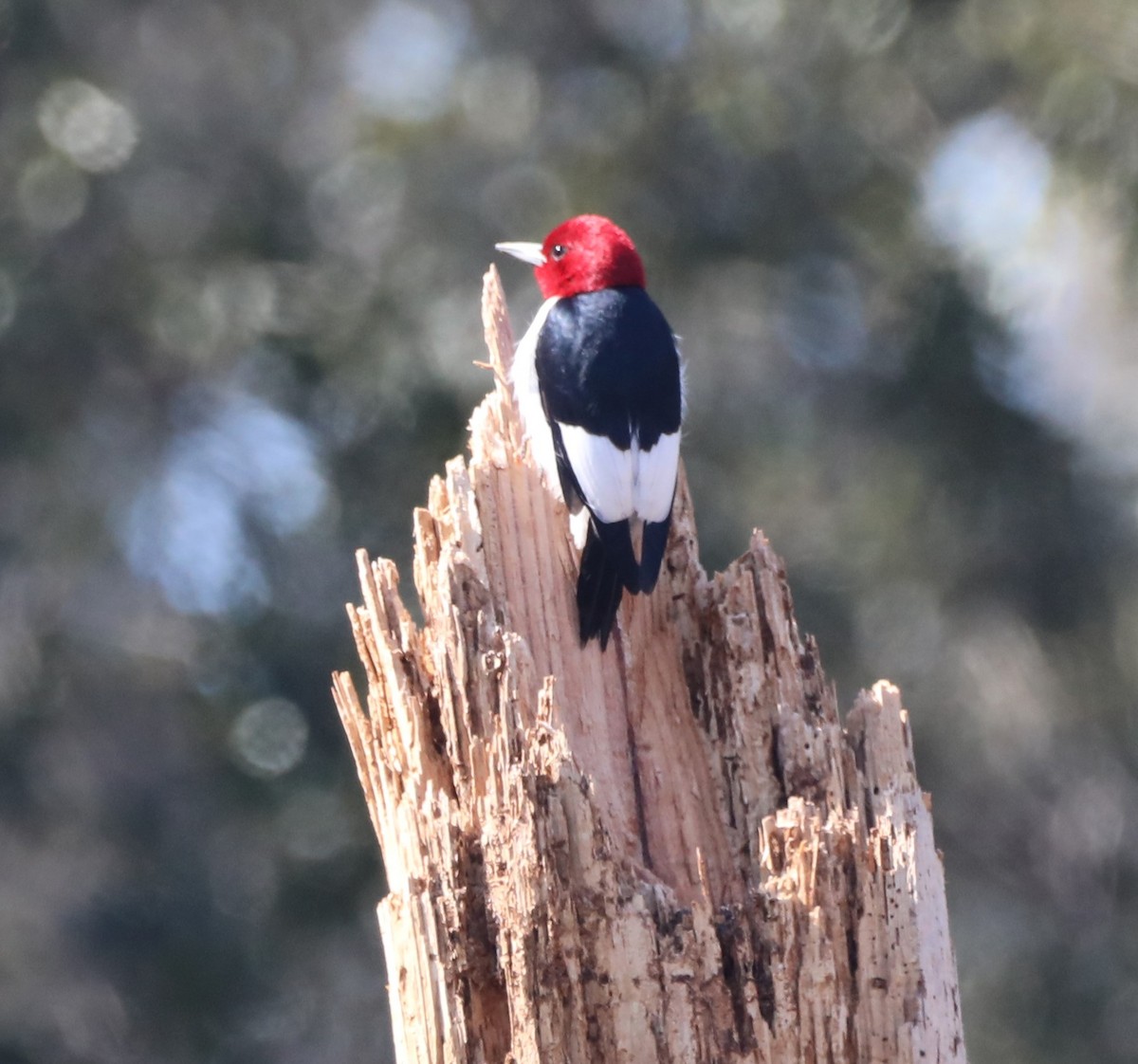 Red-headed Woodpecker - ML614486627