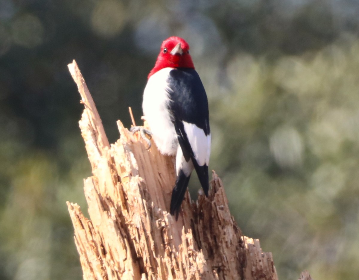 Red-headed Woodpecker - ML614486628