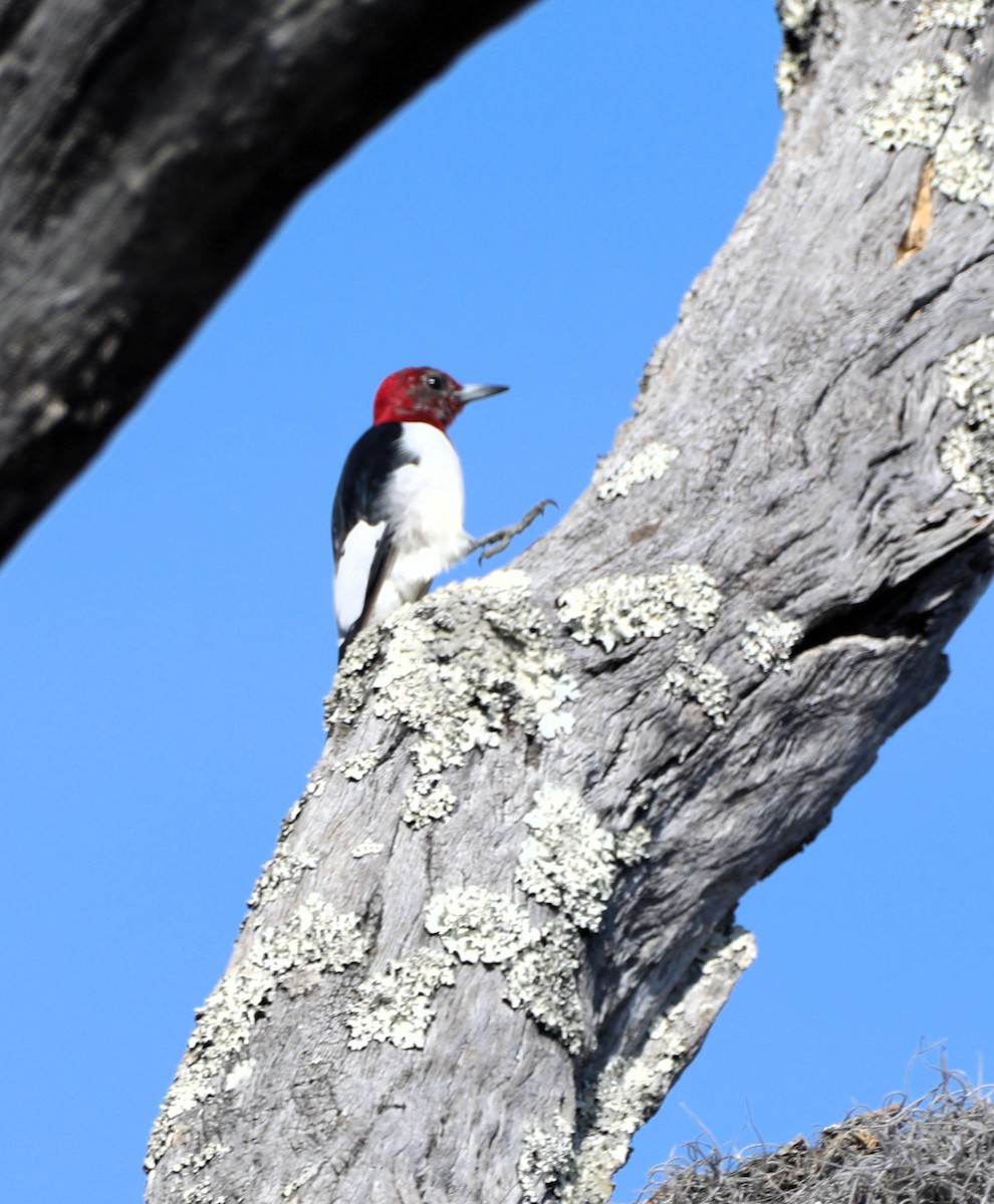 Red-headed Woodpecker - ML614486629