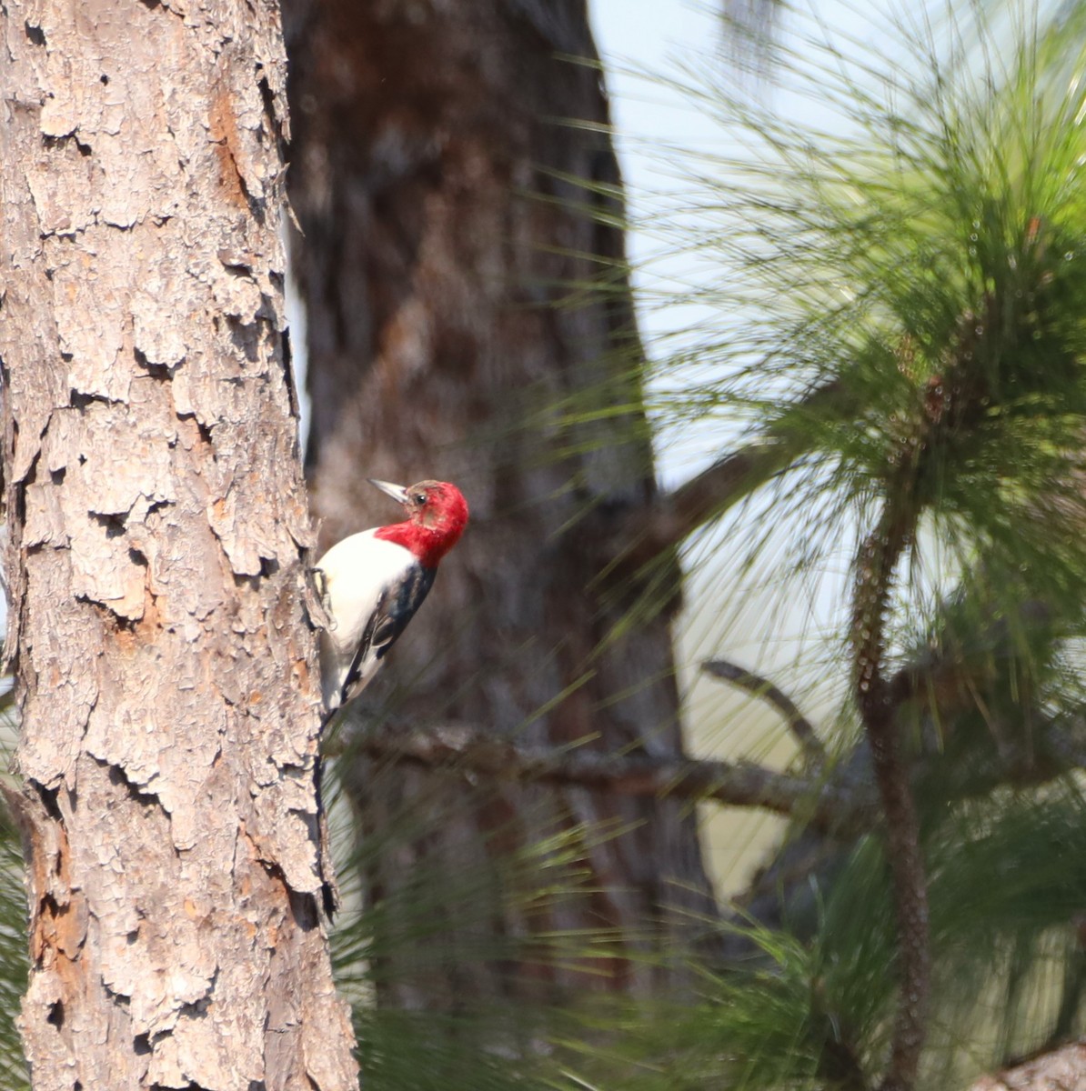 Red-headed Woodpecker - Glenn Blaser