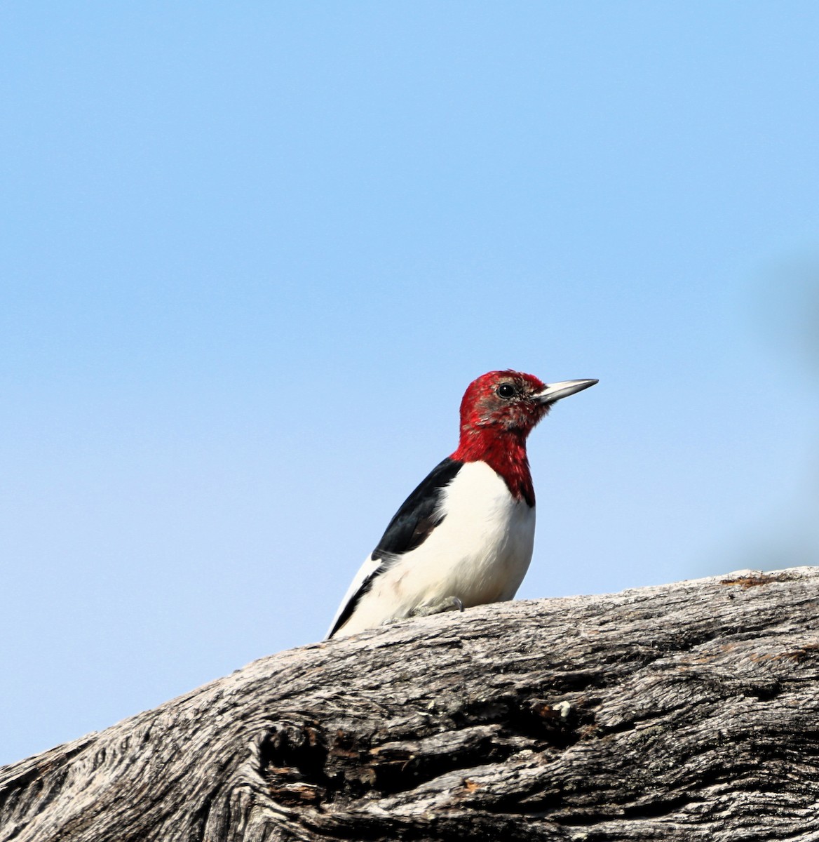 Red-headed Woodpecker - ML614486631
