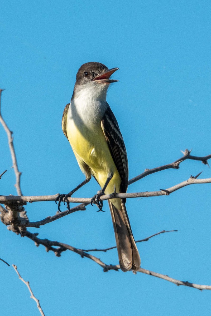 Stolid Flycatcher - Patty Morris