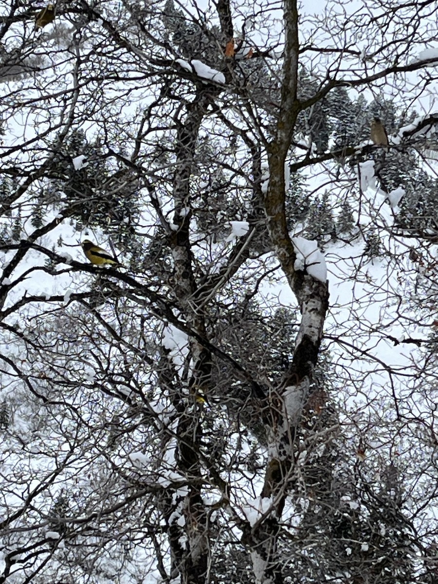 Evening Grosbeak - ML614486719