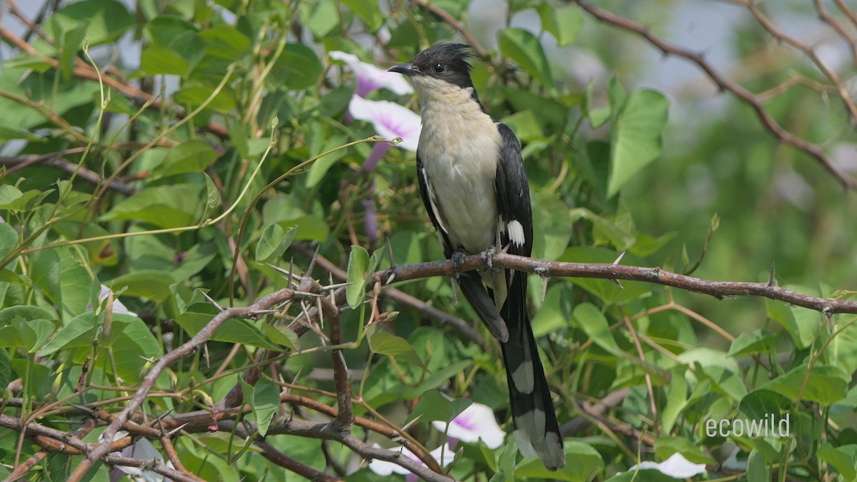 קוקיה עקודה - ML614486770