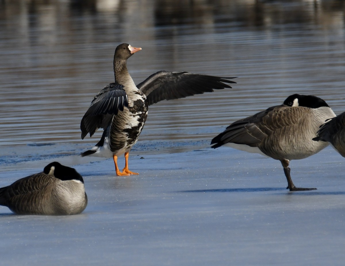 Greater White-fronted Goose - ML614486785
