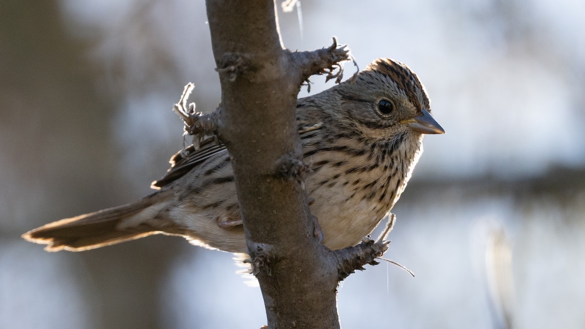 Lincoln's Sparrow - ML614486839