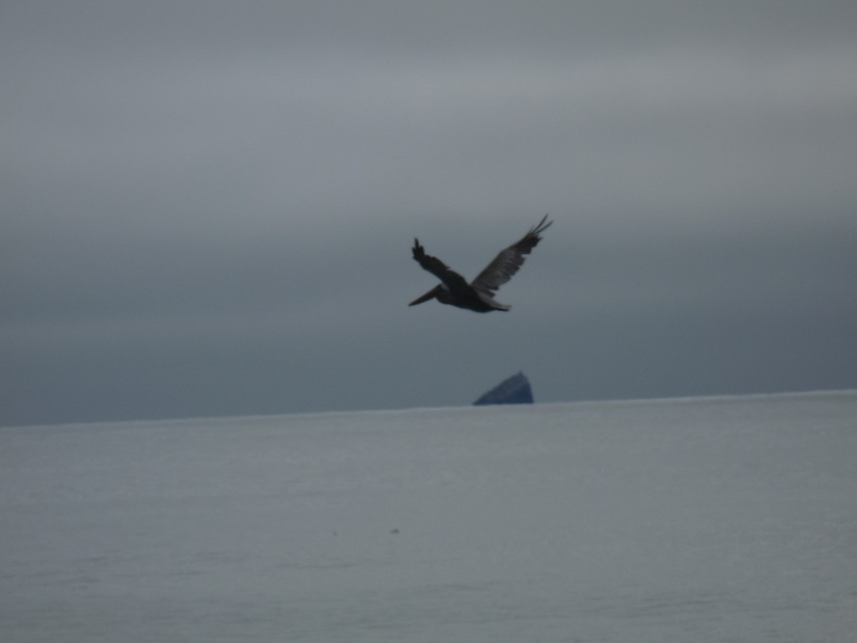 Brown Pelican - Ann Monk