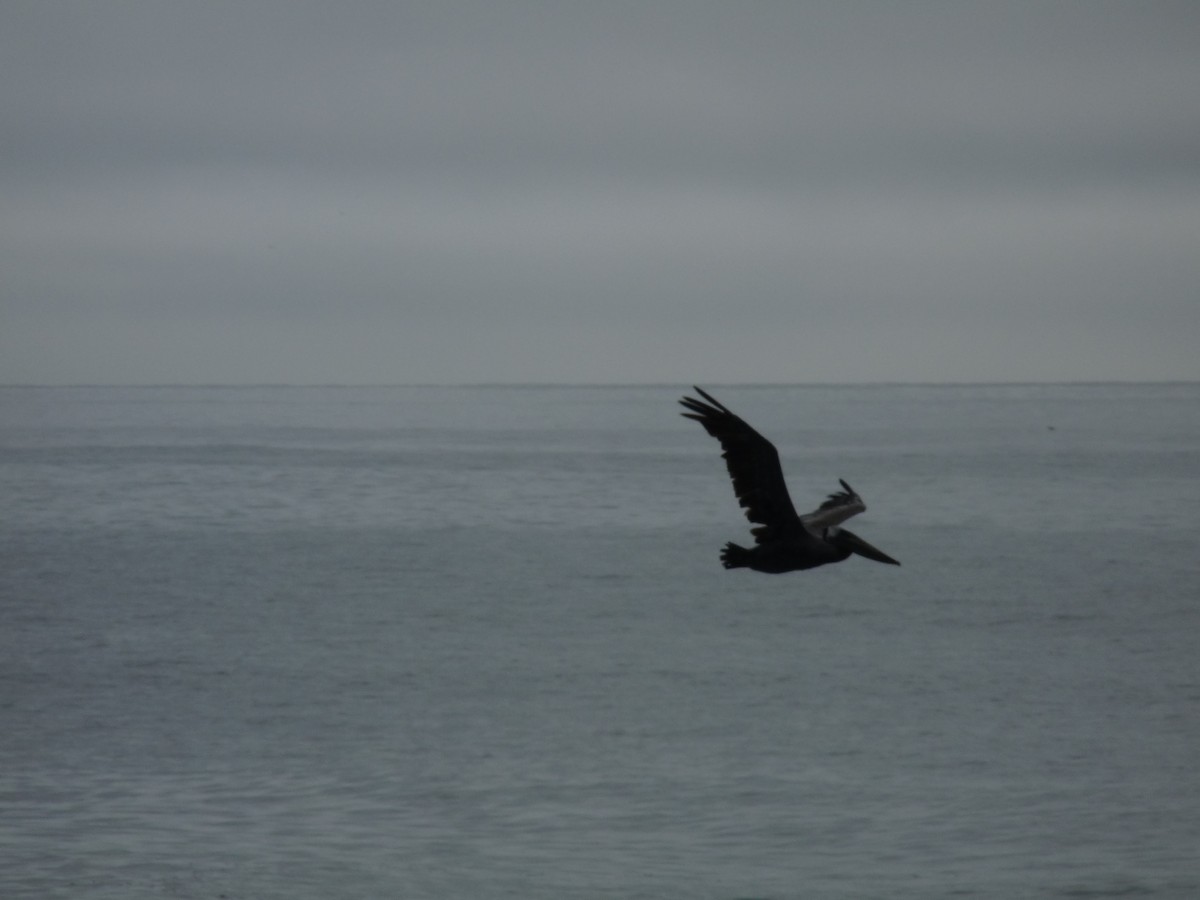 Brown Pelican - ML614486849