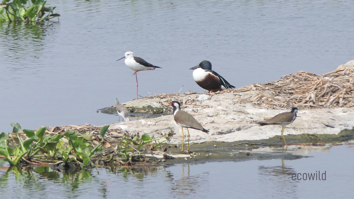 Red-wattled Lapwing - ML614486852