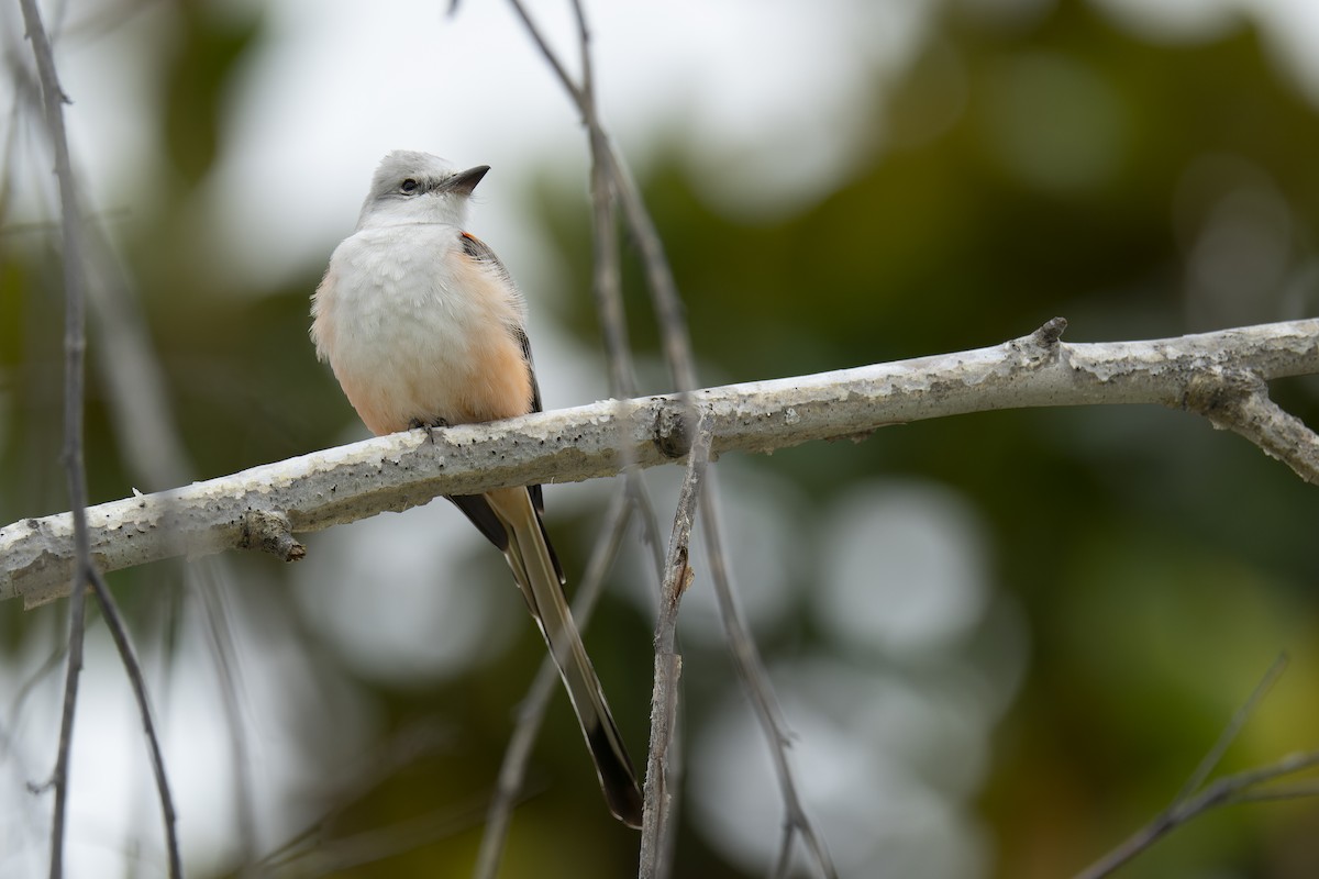 Scissor-tailed Flycatcher - Faith Barton