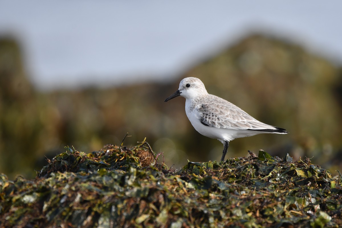 Sanderling - ML614486892