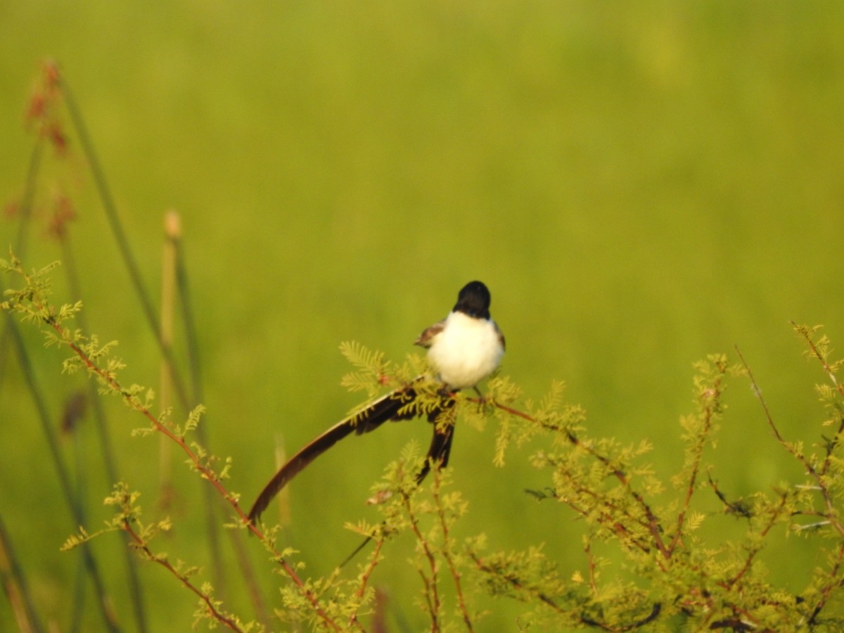 Fork-tailed Flycatcher - ML614486928