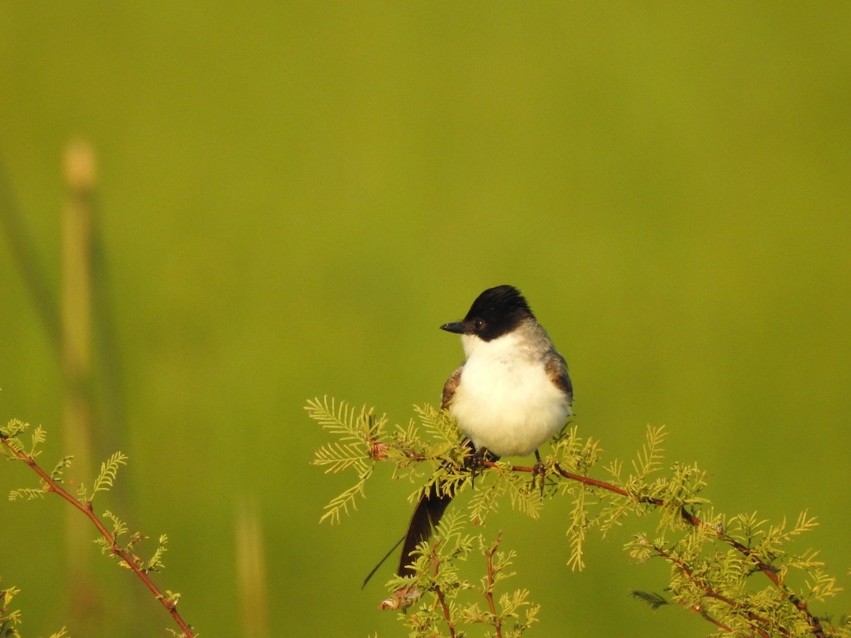 Fork-tailed Flycatcher - Carlos Galvan