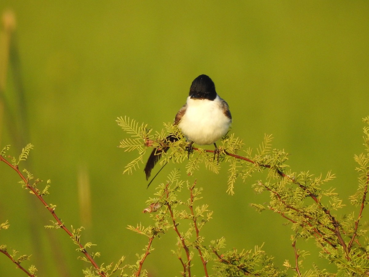 Fork-tailed Flycatcher - ML614486930