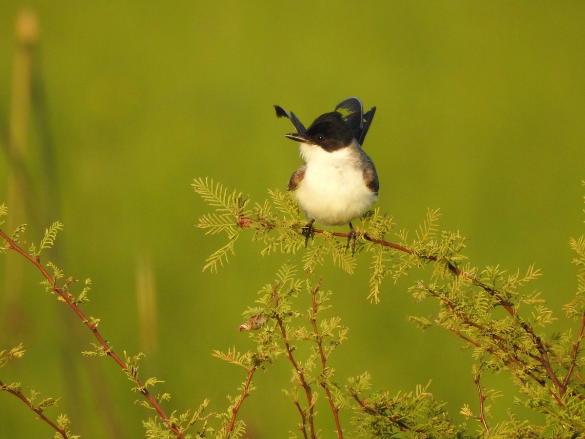 Fork-tailed Flycatcher - Carlos Galvan