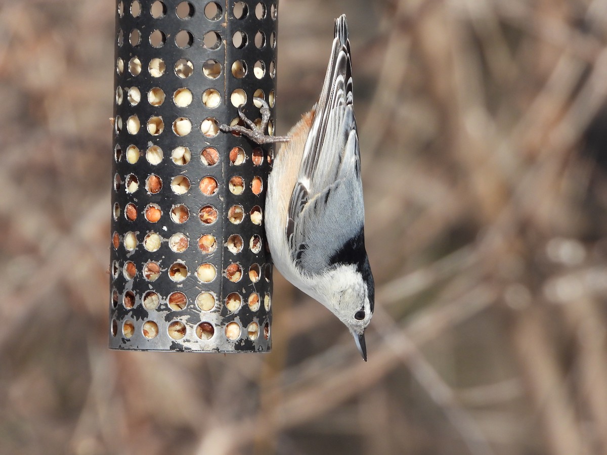 White-breasted Nuthatch - ML614486972